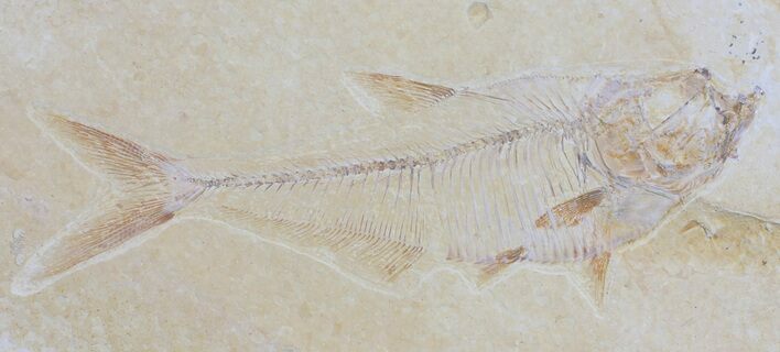 Diplomystus Fossil Fish - Wyoming #54291